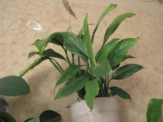 regras de cuidado de spathiphyllum