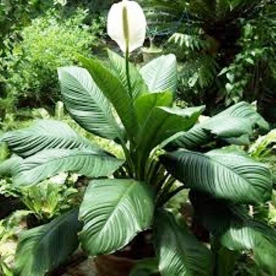 cuidados com spathiphyllum