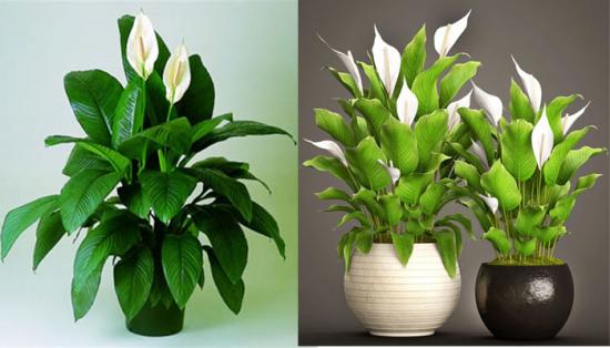 spathiphyllum