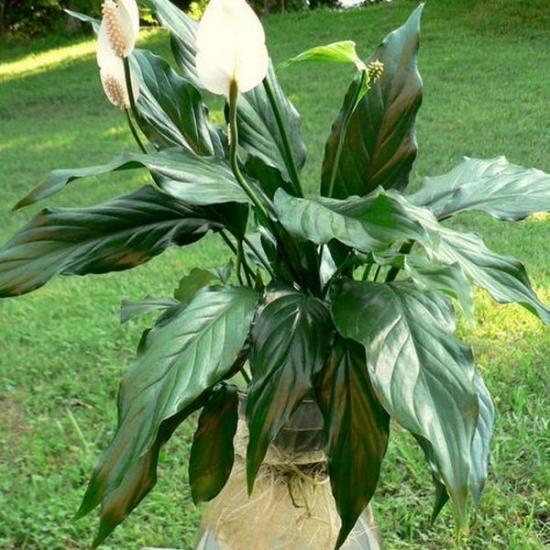 como regar spathiphyllum em casa