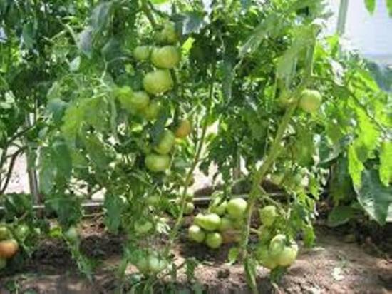 tomate polbig características da variedade