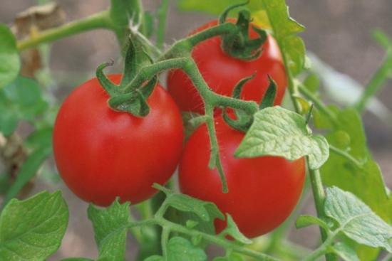 maçãs de tomate na neve comentários