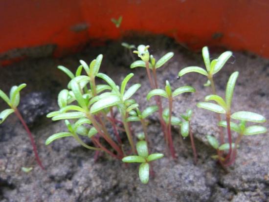 brotos de beldroegas