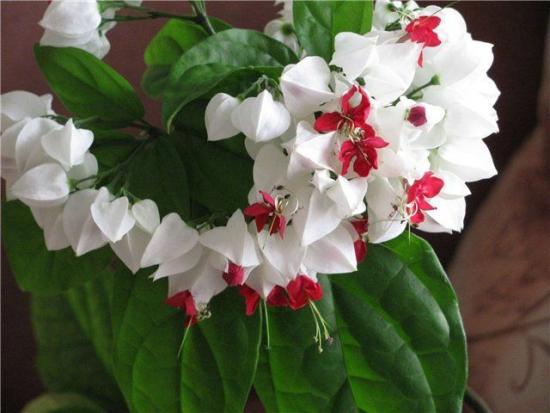 farinha de dolomita para plantas de interior