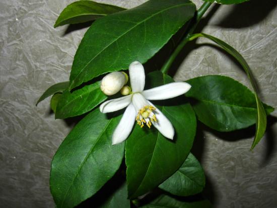 Nova flor de limão georgiano