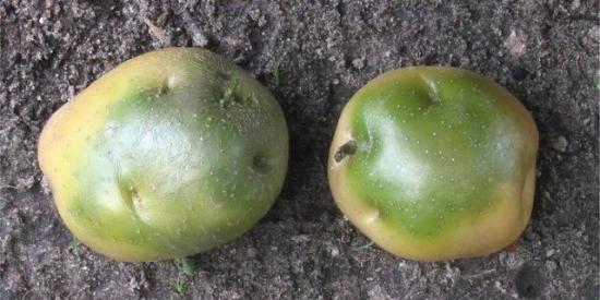 batatas verdes para plantar