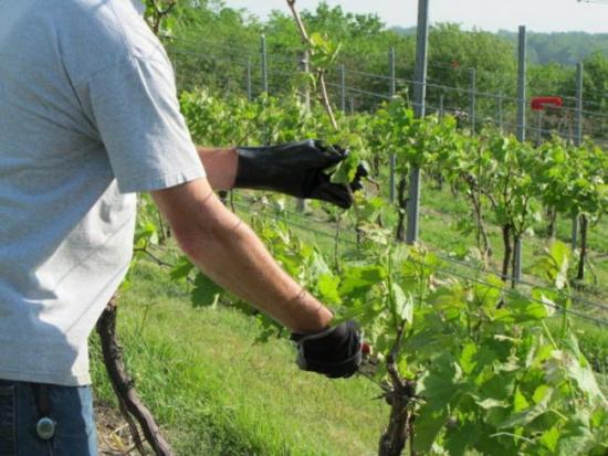 tratamento de uvas com refrão