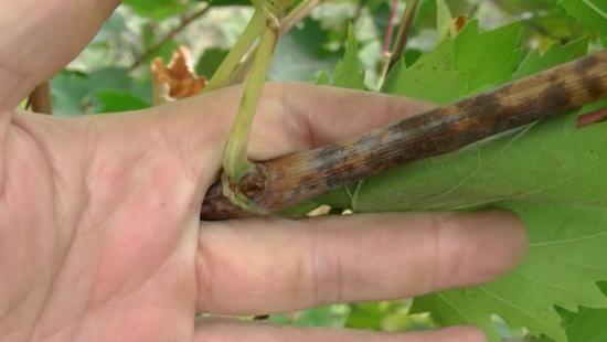 doenças fúngicas de plantas