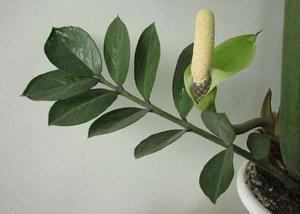 flor de zamioculcas