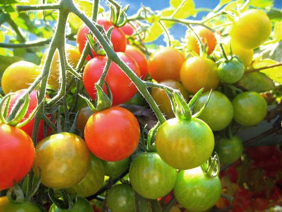 Amadurecimento de tomates em casa