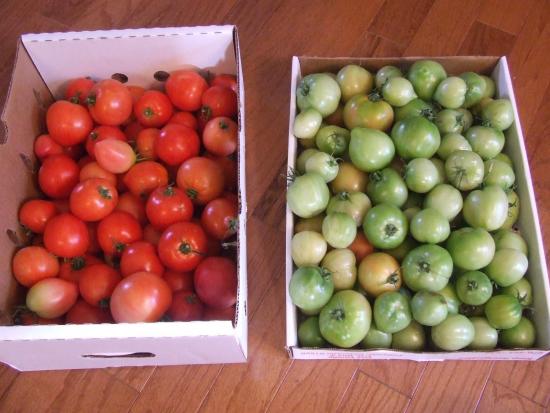 amadurecendo tomates em casa