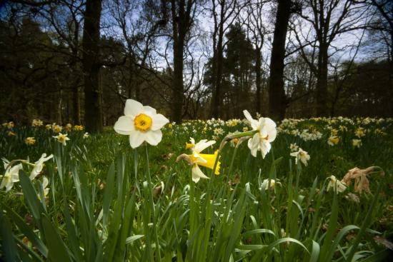 narcisos, plantando e crescendo em terreno aberto