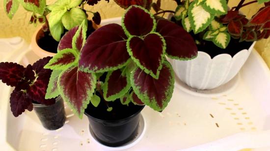 plantas jovens coleus