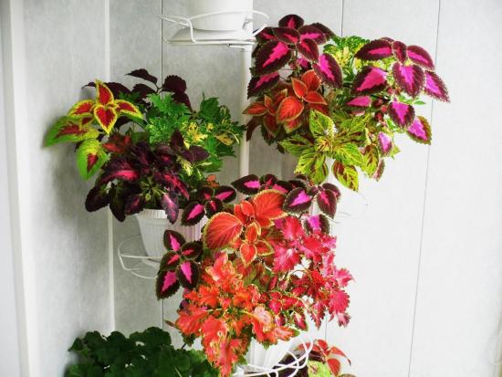 coleus