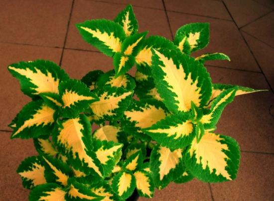 Cor coleus original