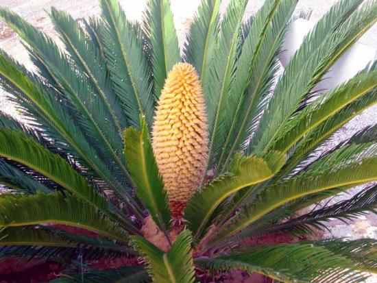 como o cycas floresce