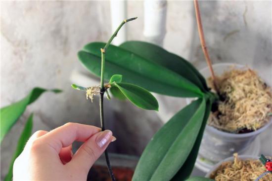 transplante e propagação de orquídeas