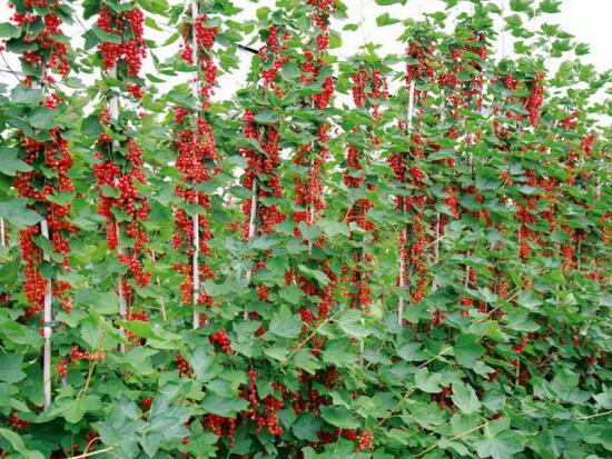 cultivo de groselhas em uma treliça