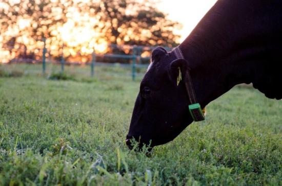 Planta forrageira herbácea da família das leguminosas