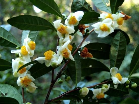 como o chá floresce