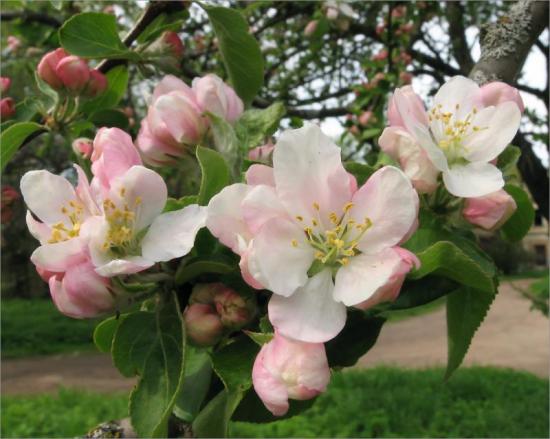 Flor de maçã