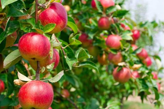 produtividade da macieira vem rosa