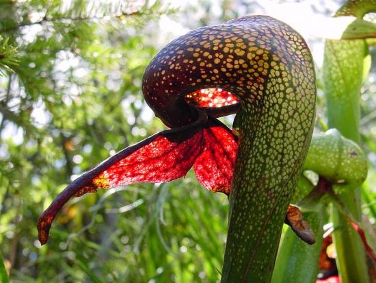 Darlingtonia californica