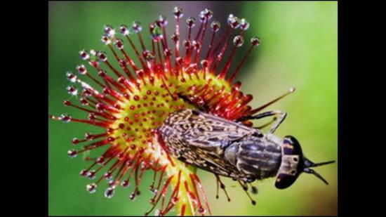 Sundew (Drosera)