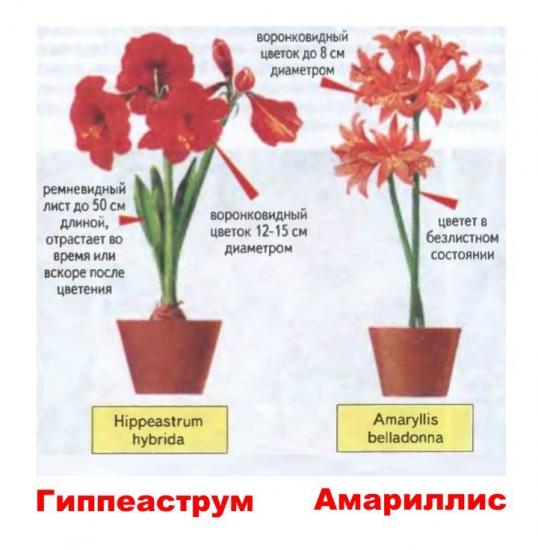 como distinguir entre amarílis e hippeastrum