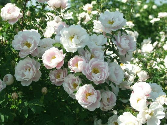 rosas brancas do parque