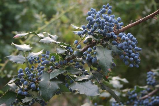 Mahonia