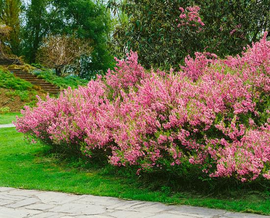 amêndoa em paisagismo