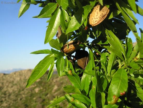 fruta amêndoa