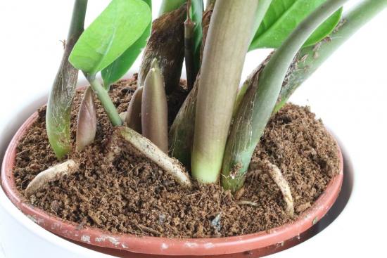 como plantar zamioculcas corretamente