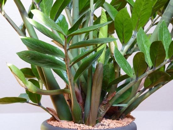 zamioculcas não cresce o que fazer