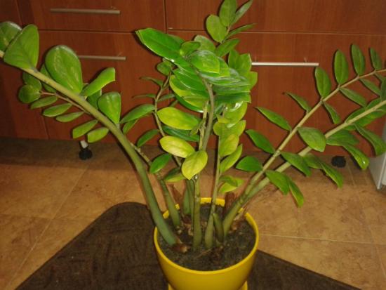 zamioculcas