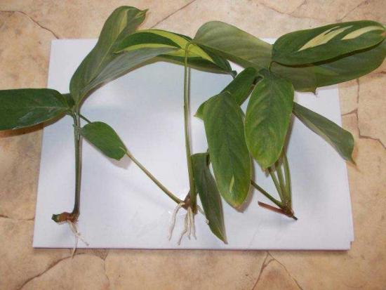 Mudas de Schefflera