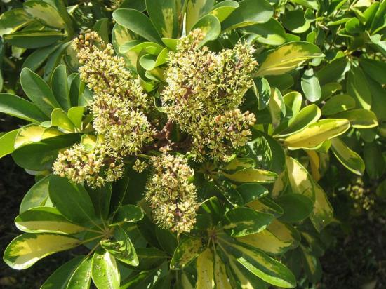 Floração de Schefflera