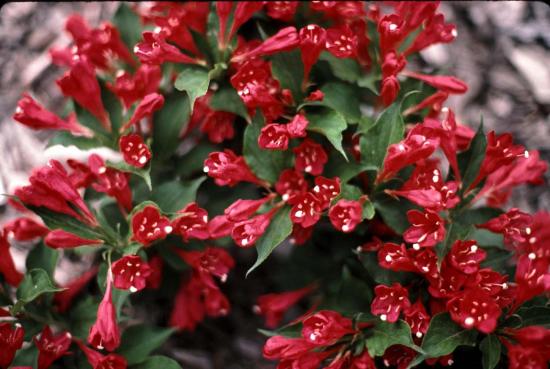 flor de weigela