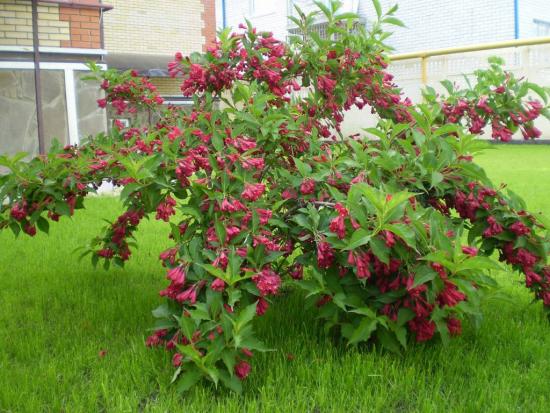 Weigela