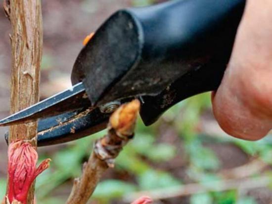 poda, rejuvenescimento de peônia de árvore