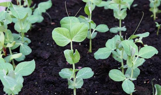 plantando ervilhas no chão