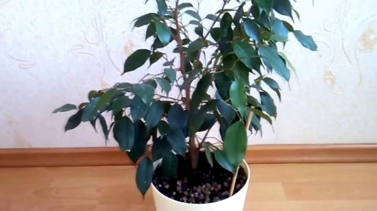 variedades de ficus