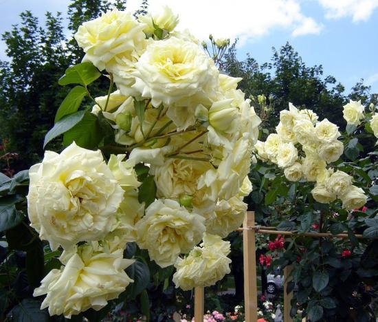 rosas alpinistas o que é isso