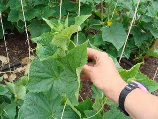 beliscando pepinos, formando um caule