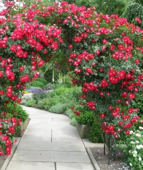 arco trançado com rosas. Rosas em paisagismo