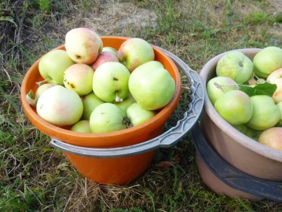 variedades de maçãs para geléia