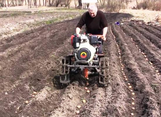 plantando batatas sob um trator portátil