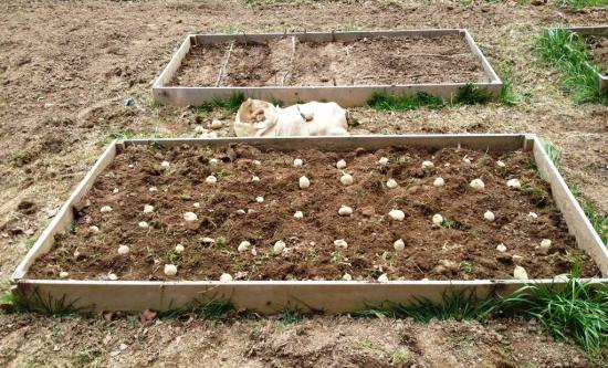 plantando batatas