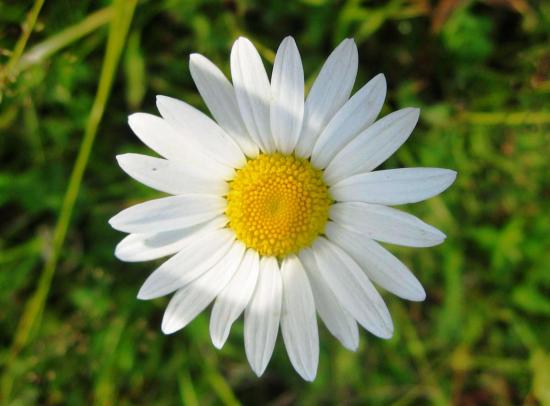 O que contêm as flores de camomila?